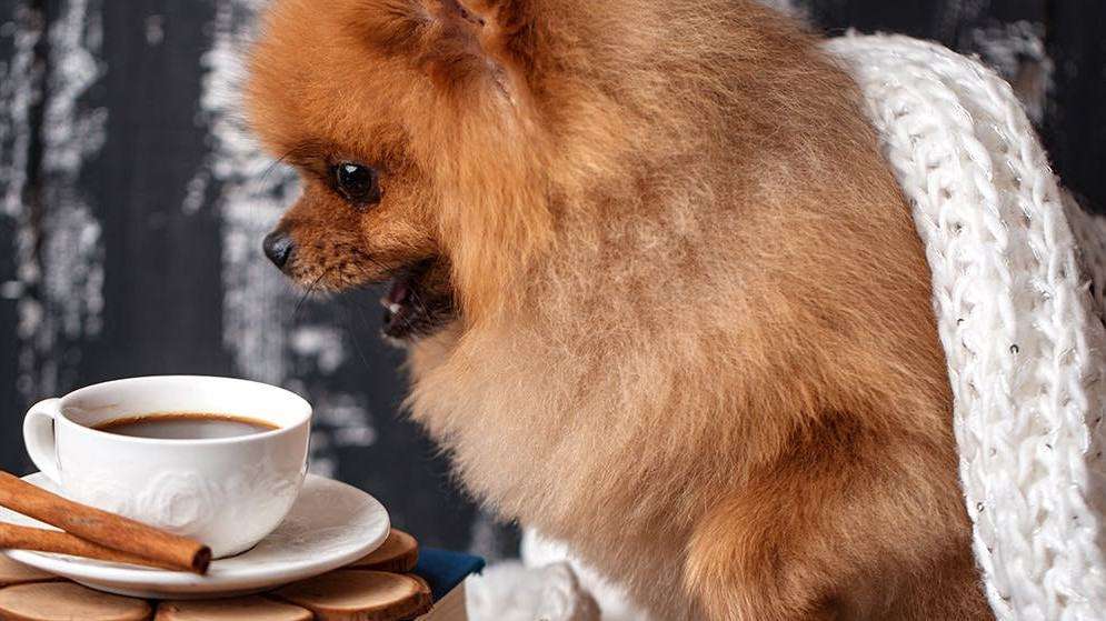 Can Dogs Eat Coffee Beans  Kratomind