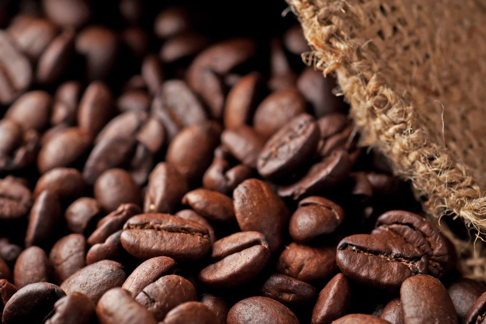 Ceylon Arabica Coffee Beans Best Quality World Class Coffee