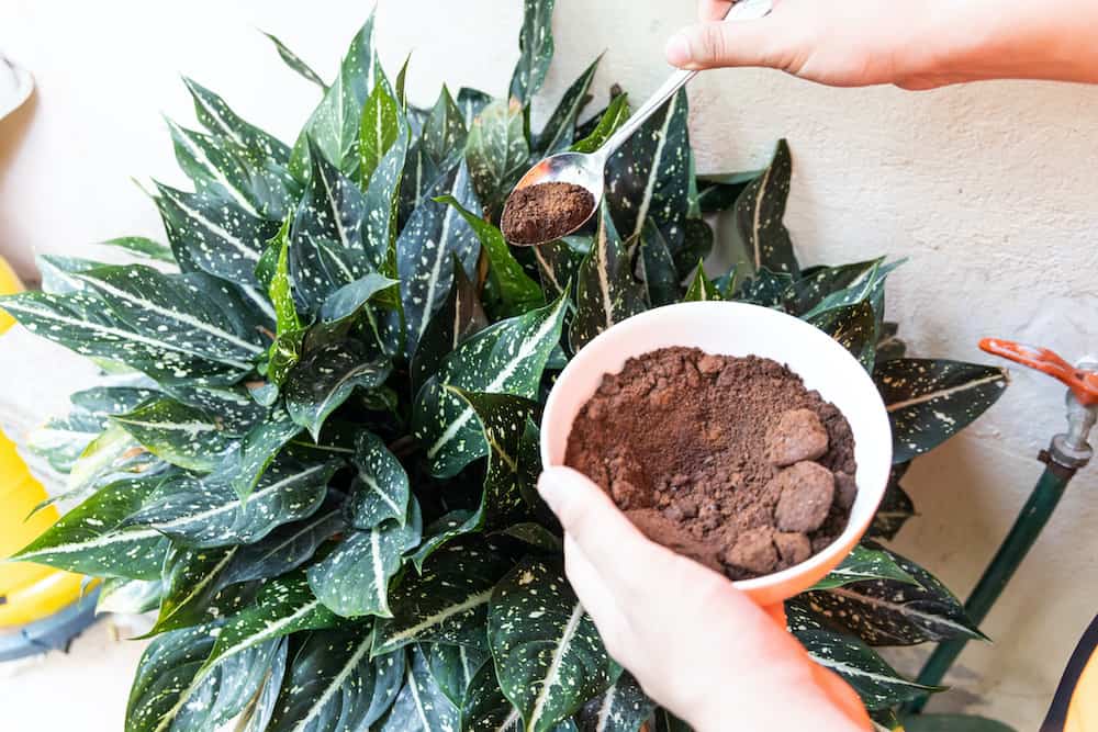 Coffee Grounds for Plants: Recyclable Miracle or Harmful ...