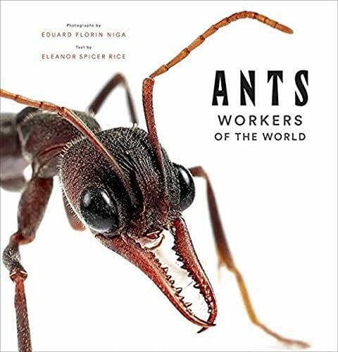 Do Ants Like Coffee Grounds or Does it Kill Them? [Answered]