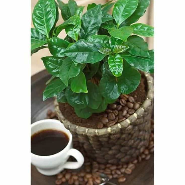 Growing Coffee Plants As Indoor Plants