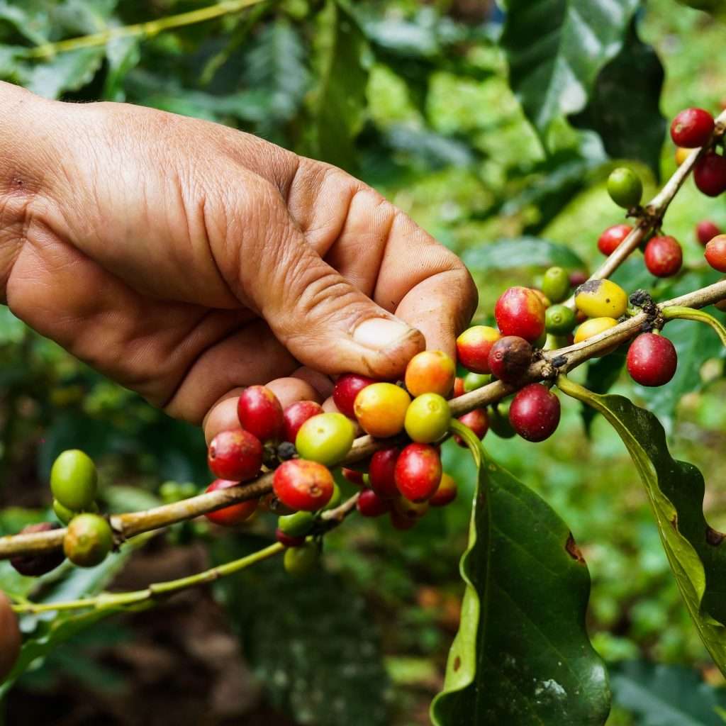 Is organic coffee healthier? How it benefits you and where ...