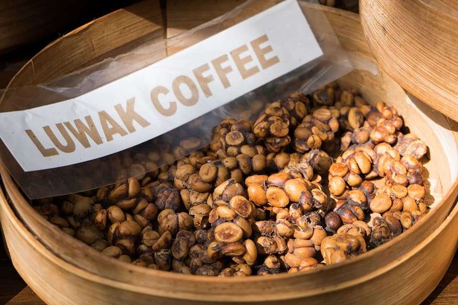 Kopi Luwak Coffee: Why Is It So Expensive?