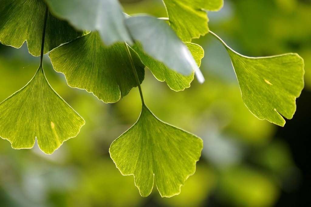 The Number One Thing Gingko Does For Your Mind  Hope Health